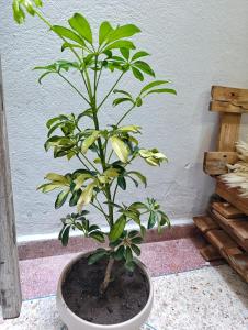 Κήπος έξω από το Nice apartment to stay