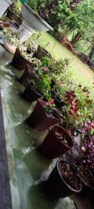 a group of potted plants on a patio at Village Breeze Homestay in Elpitiya
