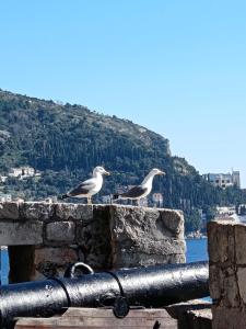two birds sitting on a stone wall near the water at Apartment by CITY WALLS perfect for 2 in Dubrovnik +3 photos