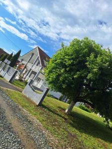 a tree sitting in the grass next to a house at Casa Maria in Costeşti +9 photos