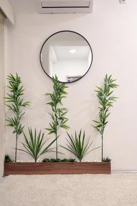 a mirror on a wall with three plants at Dracevo Apartments with Free Parking in Dračevo +65 photos
