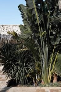 a group of palm trees in front of a wall at Hotel Anilevich Mansion in Beer Sheva