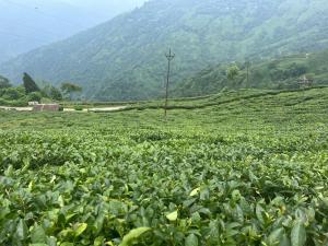 a field of green crops in front of a mountain at Madhuchuli Homestay in Darjeeling