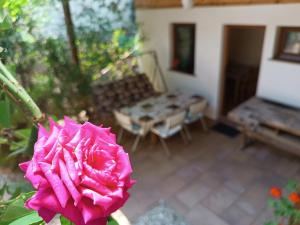 a pink rose in front of a living room at Dóra Apartman in Balatonszárszó