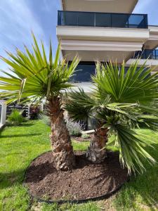 two palm trees in front of a house at Galatea Suites in Kalyves Poligirou