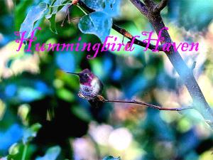 SangerKings River Reflections的一只蜂鸟栖息在树枝上