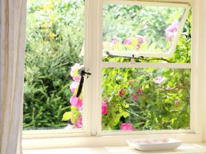 Zahrada ubytování Box Cottage + 5 fotografií