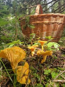 Gallery image of Perzeid in Štôla +10 photos