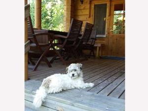 Κατοικίδιο ή κατοικίδια επισκεπτών που μένουν στο Holiday Home Lomakuikka by Interhome