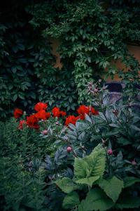 a group of red flowers in a garden at Blickinsfreie in Schöneck