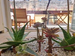 a group of plants sitting in a room at Suite Verdi in Lecce