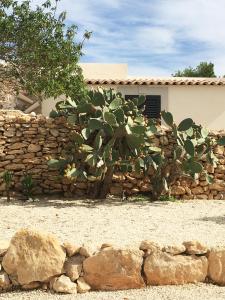 a cactus in front of a stone wall at Dimora Spugnara in Lampedusa