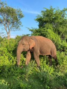 an elephant walking through a field of bushes at EMERALD HAVEN SAFARI Cottages in Udawalawe