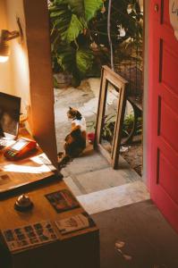 a dog sitting in front of a door with a mirror at LiveRio Hostel Ipanema in Rio de Janeiro +37 photos