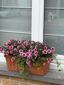 a pot of pink flowers sitting on a window sill at Xiu's home in Wielsbeke