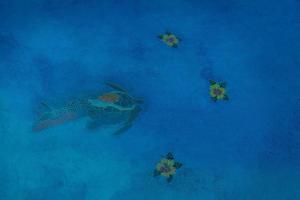 an overhead view of a turtle and stars in the ocean at Tipsy Turtle - Waterfront Pool Home, Direct Atlantic Access! in Marathon