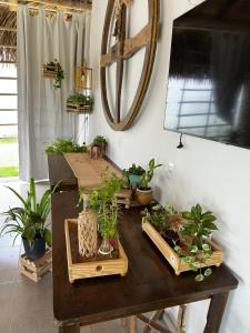 a table with potted plants on it in a room at Pousada Flor dos Buritis in Paulino Neves