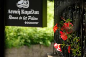 Zahrada ubytování Λευκή Καμέλια