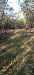 a field of grass with trees in the background at Forest Gama campsite in Forbes Reef