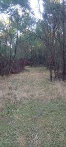 a field with grass and trees in a forest at Forest Gama campsite in Forbes Reef