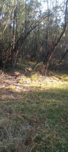a field with grass and trees in a forest at Forest Gama campsite in Forbes Reef +3 photos