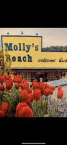 a group of red flowers in front of a store at SEAS THE DAY Hottub Pets in Gibsons
