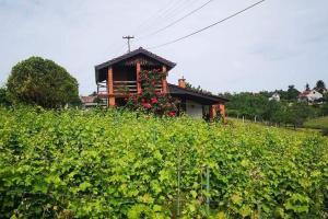 une maison au milieu d'un champ de vignes dans l'établissement Holiday house with a parking space Mandicevac, Slavonija - 24644, à Drenje