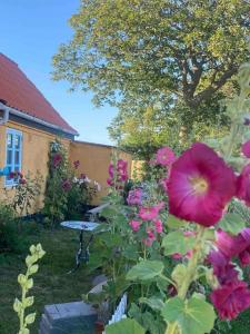 Zahrada ubytování Holiday Apartment In Voderup On Ærø + 16 fotografií