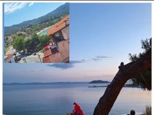 a collage of two pictures of a lake and a tree at revisapartments brown in Neos Marmaras