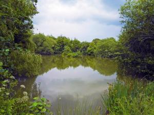 a view of a pond with trees and bushes at Primrose Lodge - Uk13447 in Halwill +3 photos