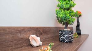 a plant sitting on a wooden table next to a plant at Flat Lora Pomorie in Pomorie