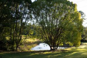 a tree next to a body of water at Hill Creek Tiny House 2 by Tiny Away in Perwillowen