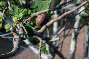Afbeelding uit fotogalerij van Hotel Pousada Venus in São Filipe