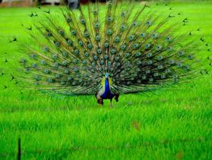 a peacock with its feathers out in the grass at Ceyted Cottage, Polonnaruwa in Polonnaruwa +5 photos