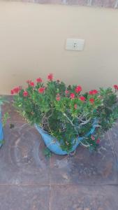 a plant in a blue pot sitting on the ground at A 1 cuadra y media del Botánico, Asunción in Asuncion