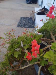 Afbeelding uit fotogalerij van Maria's Apartment in Kókkinos Pírgos