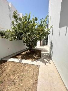a tree in a courtyard next to a building at villa meublé in Tunis