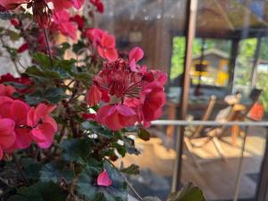 a bunch of pink flowers in front of a window at O et Terre, gite ressourcement bains spa cryo sauna et foret in Dormelles