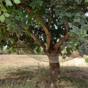 a hammock hanging from a tree in a field at Dimore del Carrubo Villa Ovest in Marina dʼAvola