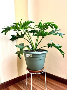 Gallery image of Urban Comfort Steps from Uniboyaca in Sogamoso +20 photos