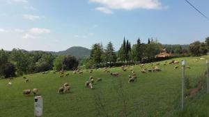 una manada de ovejas pastando en un campo verde en Casa Climent en Aviá