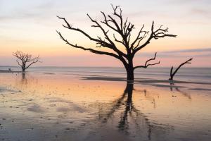 two trees on the beach at sunset at Lazy Lagoon in Kiawah Island