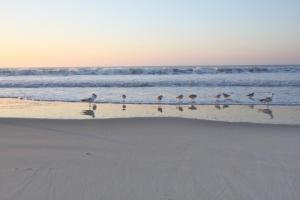 a group of birds standing on the beach at Lazy Lagoon in Kiawah Island
