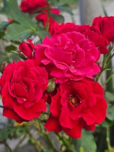 Gallery image of Villa Behar in Ivišovo Greblje