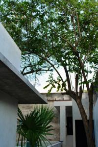 a tree in front of a building with a building at CASA TAMA in La Ermita, Mérida Center with pool in Azcorra +27 photos