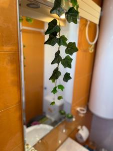 ヴァルナ・シティにあるHarbour Top-View Terrace 2-BDR Central Apartmentの鏡吊り植物