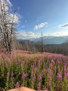 a field of pink flowers with mountains in the background at Aleos cabin in Kolgecaj