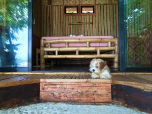 和主人一起入住Camotes Cay Hideaway的宠物