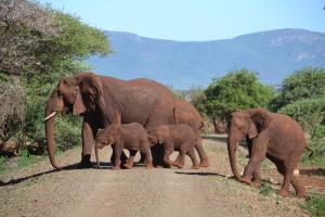 Foto dalla galleria di White Elephant Safaris a Pongola Game Reserve