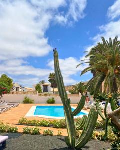un cactus frente a una piscina en La Maison dAndres, by Comfortable Luxury, en La Oliva